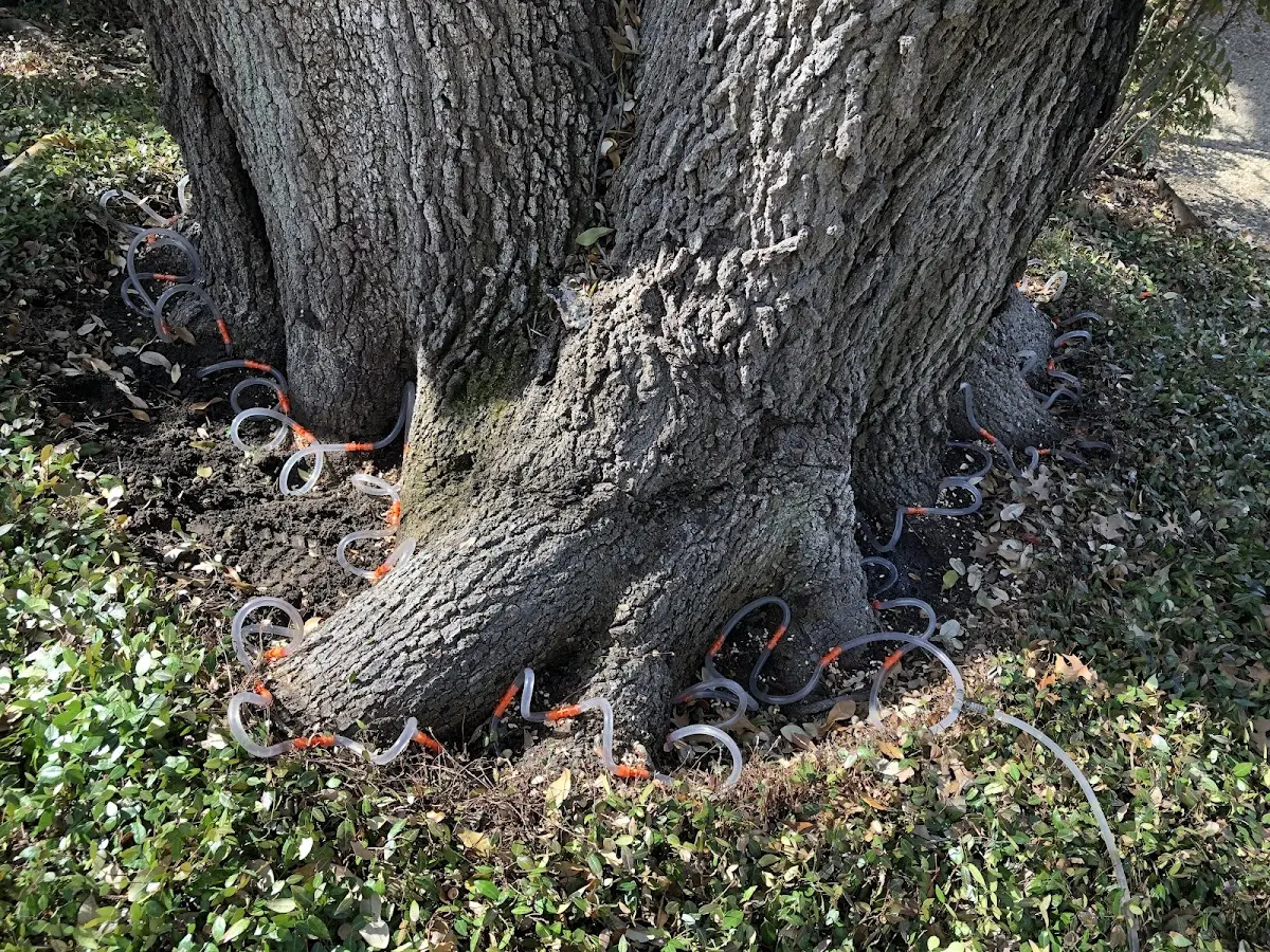 Detailed Tree Cabling and Bracing job site in Petersburg