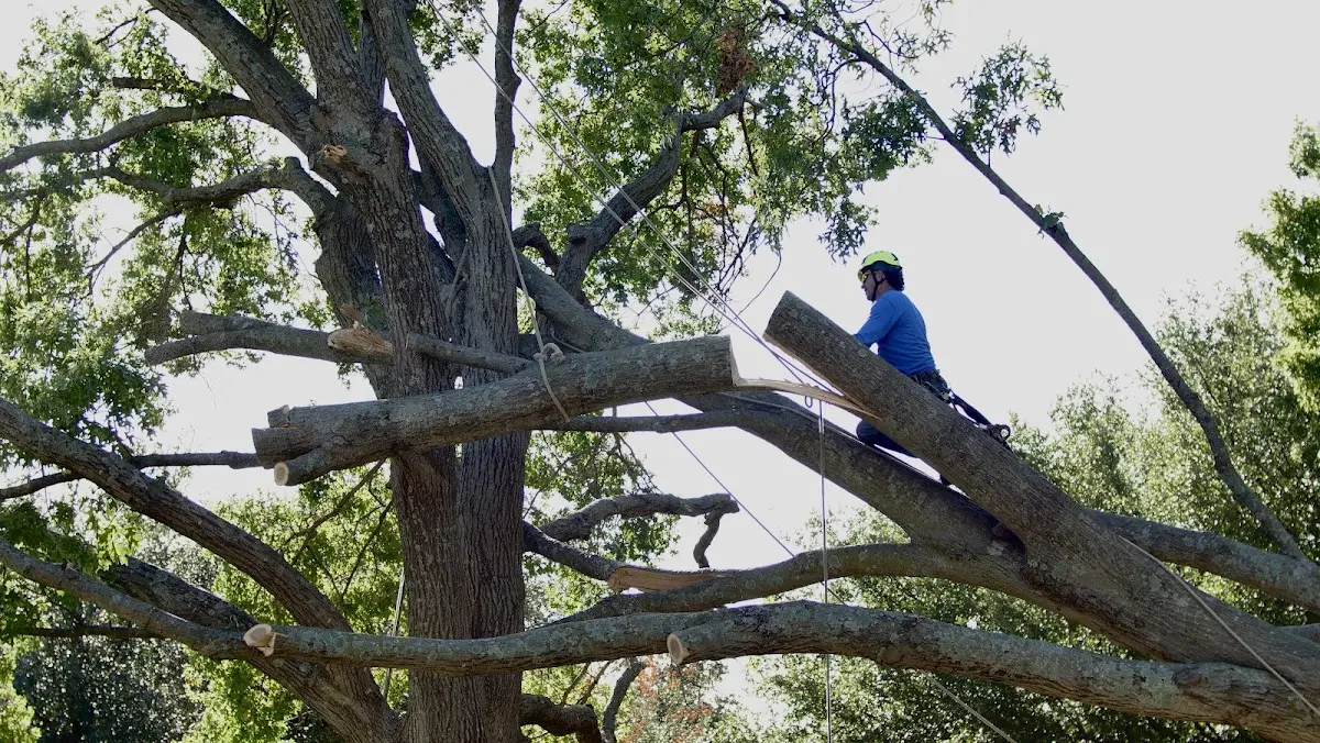Professional Hazardous Tree Removal performed by certified arborists in Petersburg