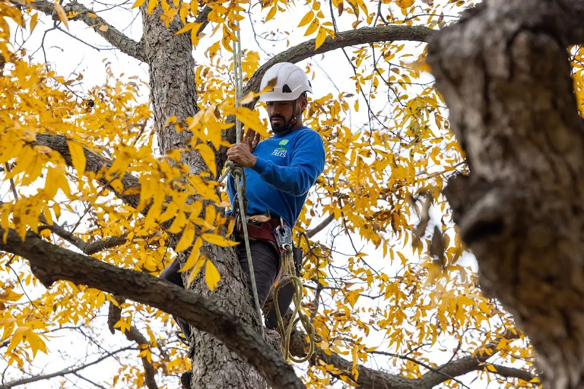 Skilled Emergency Tree Service crew working in Petersburg